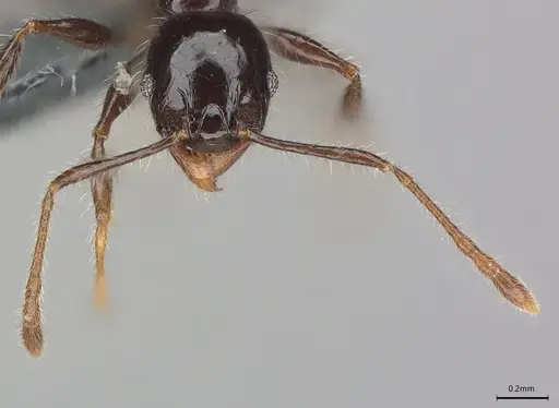 Pheidole minima - CASENT0830202