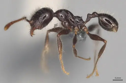 Pheidole minima - CASENT0830202