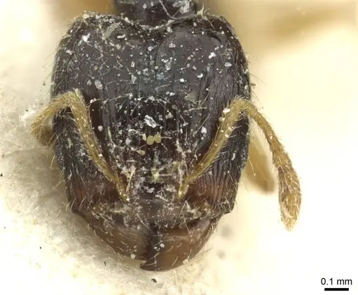 Pheidole minima - CASENT0913352