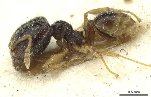 Pheidole minima - CASENT0913352
