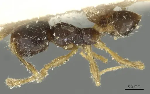 Pheidole minima - CASENT0913353