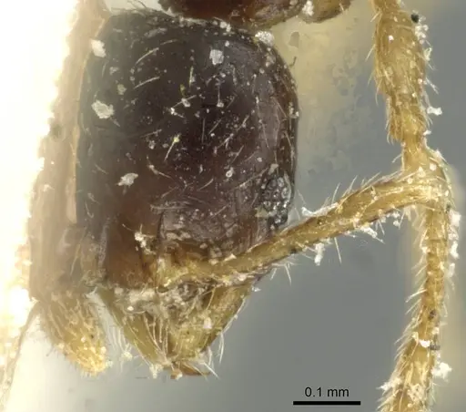 Pheidole minima - CASENT0913353