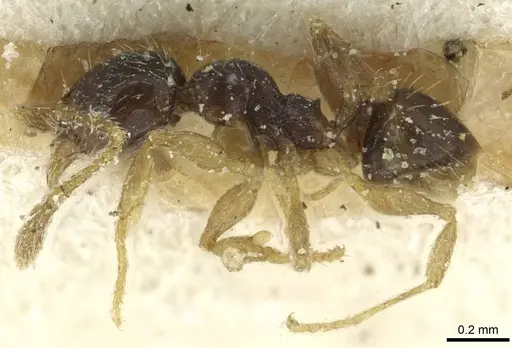 Pheidole minima - CASENT0913353