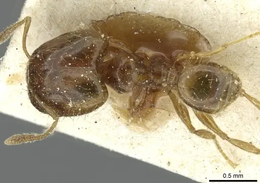 Pheidole minima - CASENT0913354