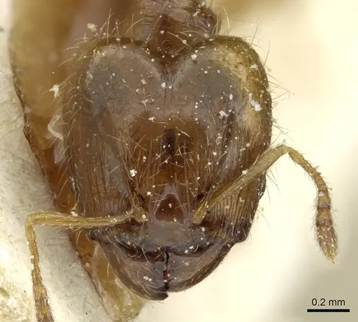 Pheidole minima - CASENT0913354