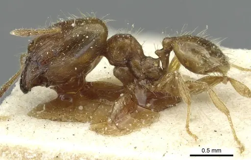 Pheidole minima - CASENT0913354