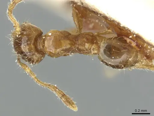 Pheidole minima - CASENT0913355