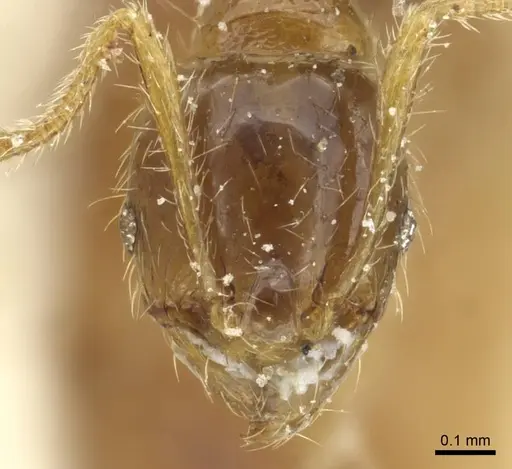 Pheidole minima - CASENT0913355