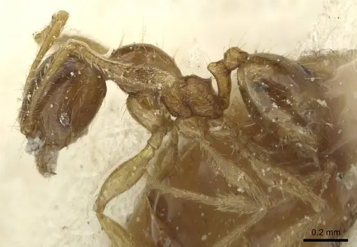 Pheidole minima - CASENT0913355