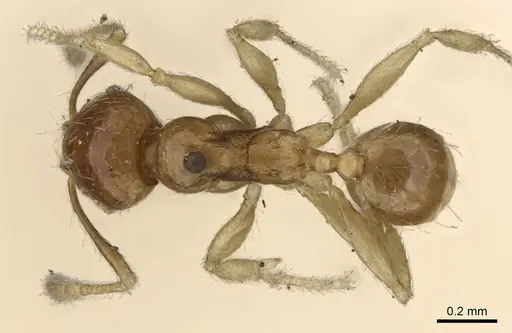 Pheidole minima - CASENT0922197