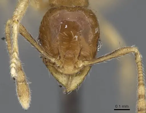 Pheidole minima - CASENT0922197