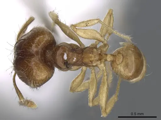 Pheidole minima - CASENT0922198