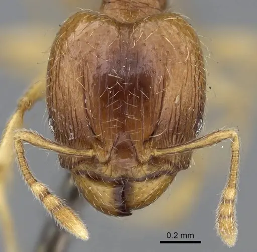 Pheidole minima - CASENT0922198