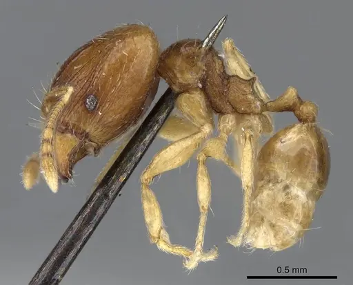 Pheidole minima - CASENT0922198