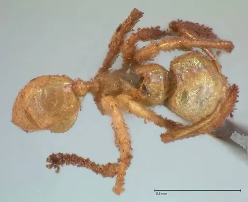 Pheidole minima - FOCOL1792