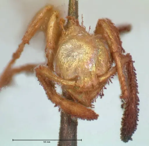 Pheidole minima - FOCOL1792
