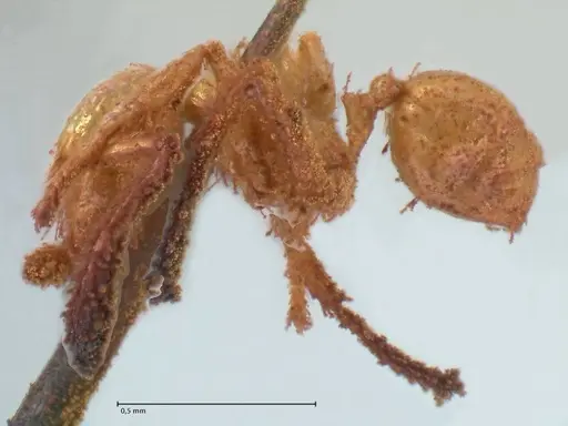 Pheidole minima - FOCOL1792