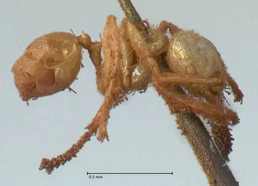 Pheidole minima - FOCOL1792