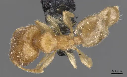 Pheidole minuscula specimen