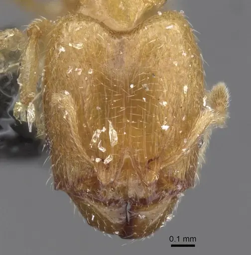 Pheidole minuscula specimen