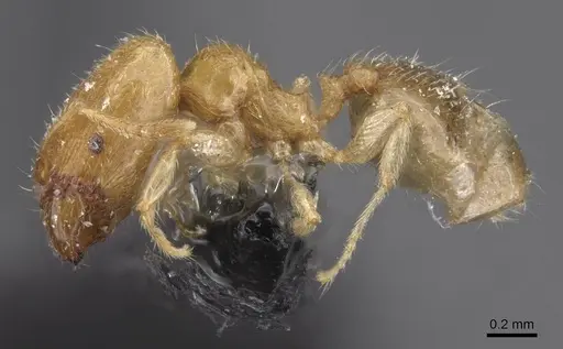 Pheidole minuscula specimen