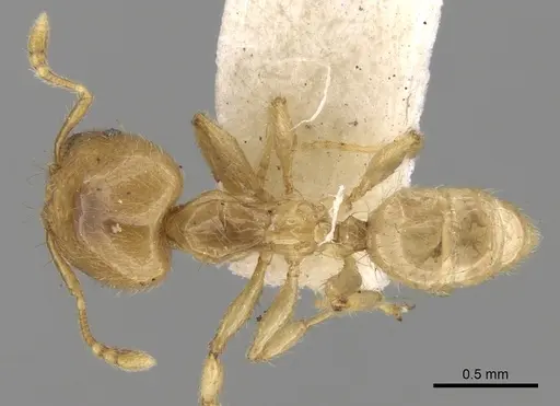 Pheidole minutula - CASENT0281756