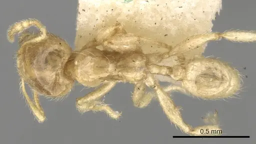 Pheidole minutula - CASENT0281757