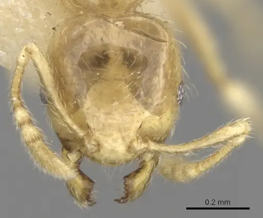 Pheidole minutula - CASENT0281757