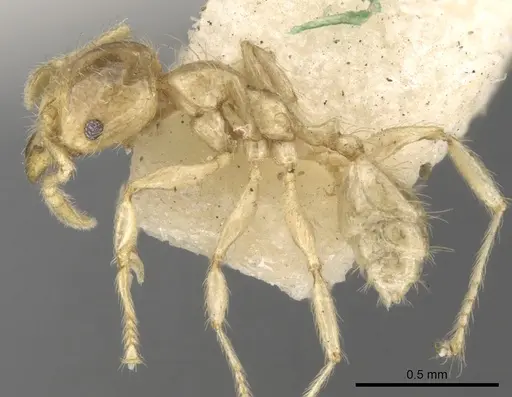 Pheidole minutula - CASENT0281757