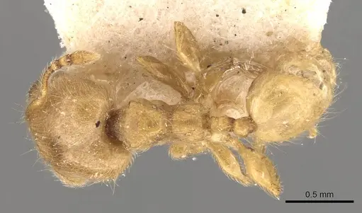 Pheidole minutula - CASENT0908290