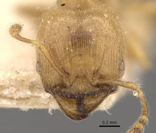 Pheidole minutula - CASENT0908290