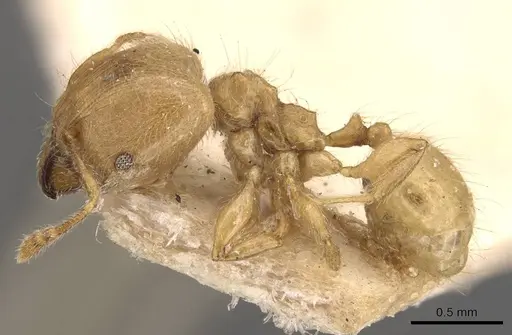 Pheidole minutula - CASENT0908290