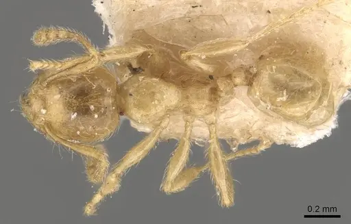 Pheidole minutula - CASENT0908291