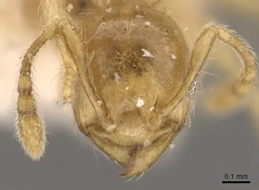 Pheidole minutula - CASENT0908291