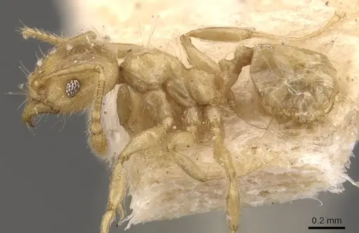 Pheidole minutula - CASENT0908291