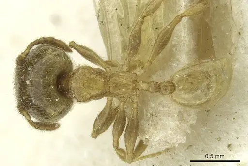Pheidole minutula - CASENT0913356