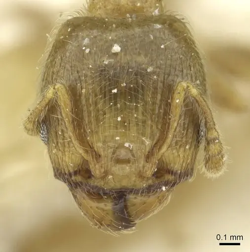 Pheidole minutula - CASENT0913356