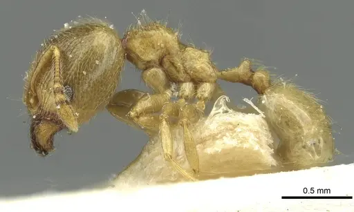 Pheidole minutula - CASENT0913356