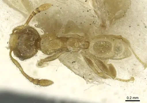 Pheidole minutula - CASENT0913357