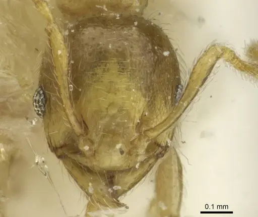Pheidole minutula - CASENT0913357