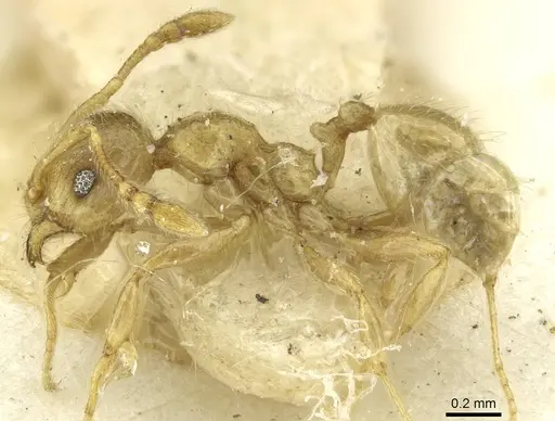 Pheidole minutula - CASENT0913357