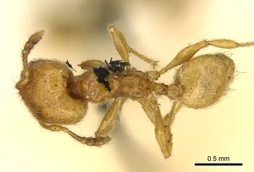 Pheidole minutula - CASENT0916065