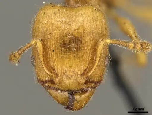 Pheidole minutula - CASENT0916065
