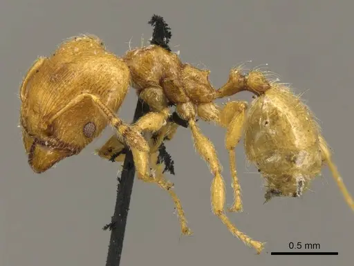 Pheidole minutula - CASENT0916065