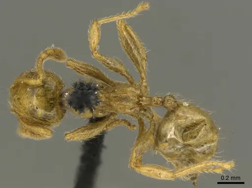 Pheidole minutula - CASENT0916066