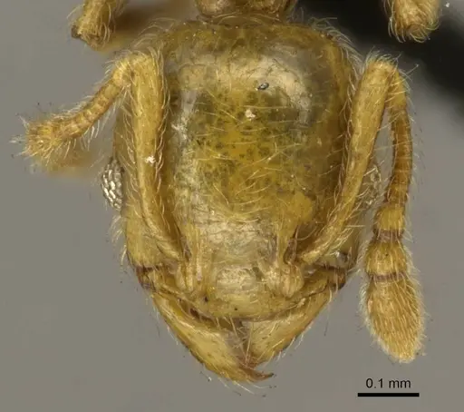 Pheidole minutula - CASENT0916066