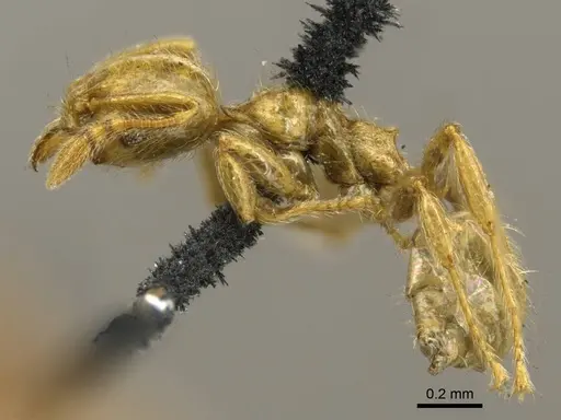 Pheidole minutula - CASENT0916066