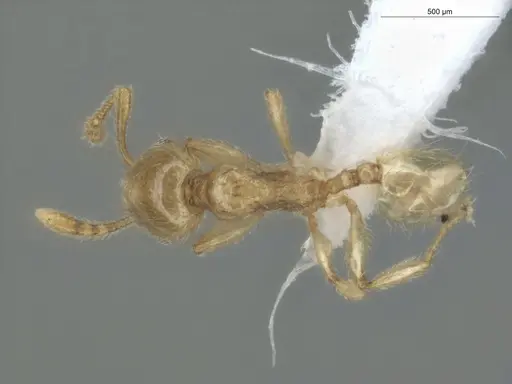 Pheidole minutula - ECOFOG-PA14-0035-05