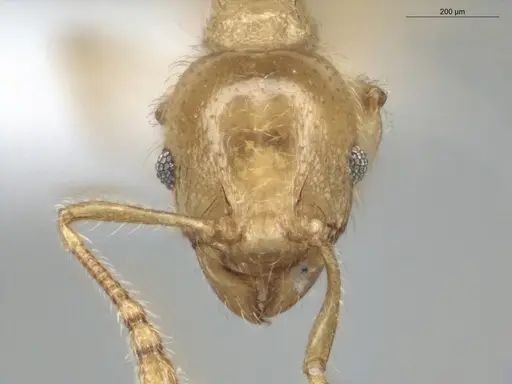 Pheidole minutula - ECOFOG-PA14-0035-05
