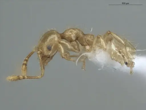 Pheidole minutula - ECOFOG-PA14-0035-05